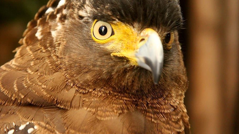 wilds, eagle, animal, animal themes, bird, one animal, bird of prey HD wallpaper