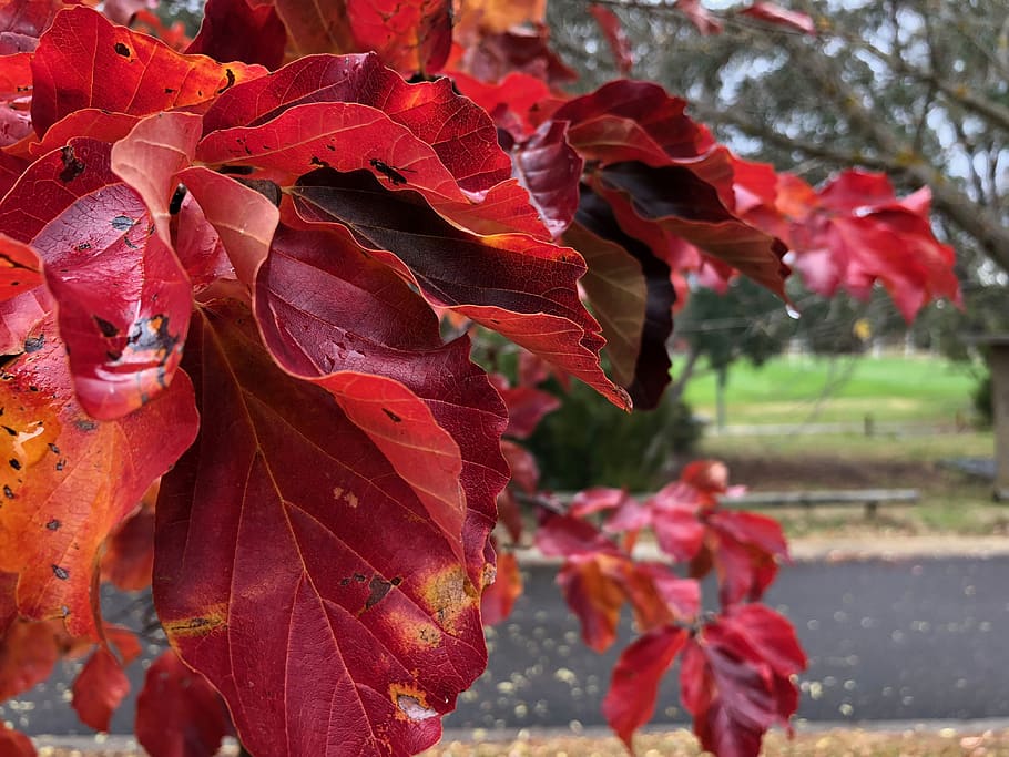 red, autumn, leafs, plant part, beauty in nature, close-up HD wallpaper