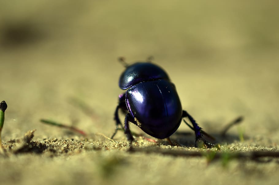 beetle, dung beetle, spring beetle, trypocopris vernalis, made, HD wallpaper