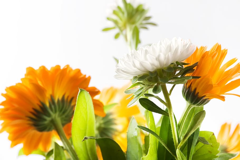 beautiful, blossom, bright, bunch, closeup, detail, flora, floral HD wallpaper