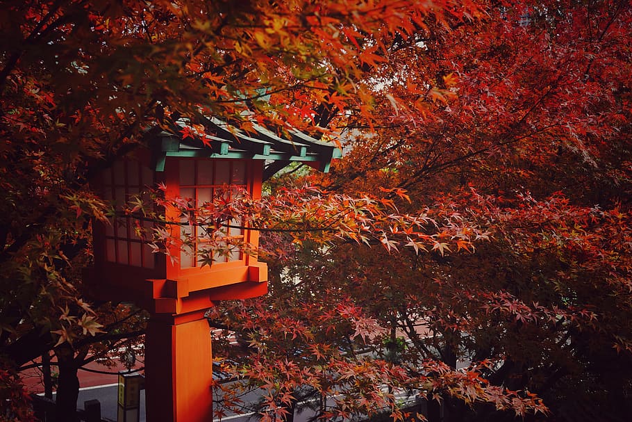 red maple, tree, change, built structure, architecture, autumn HD wallpaper