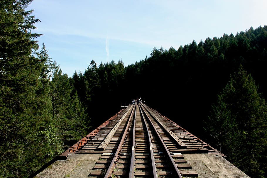 train track, rail, railway, transportation, tree, plant, fir
