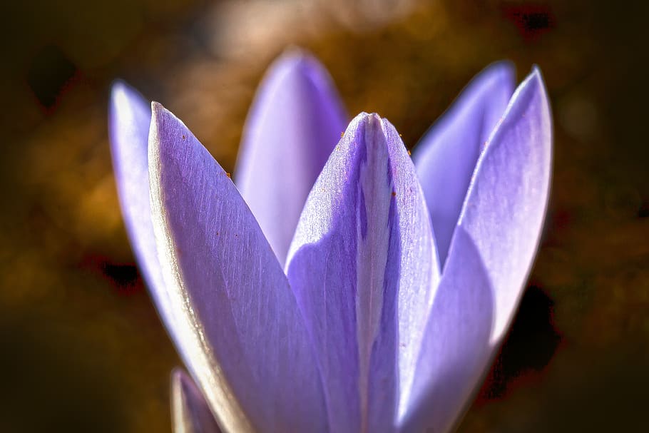 crocus, spring, schwertliliengewaechs, spring crocus, flower HD wallpaper