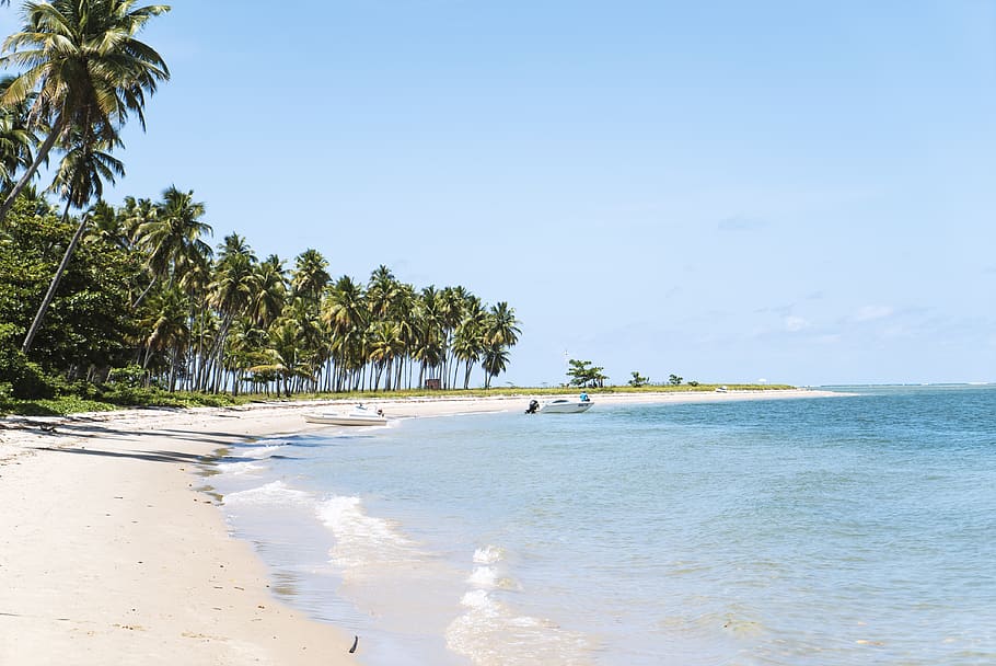 beach surrounded by trees, sea, ocean, flora, plant, arecaceae