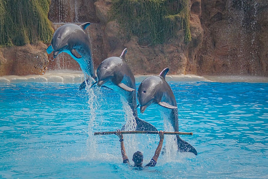 three dolphins jump over man, animal, animal wildlife, water HD wallpaper