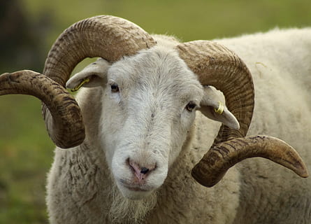 mutton, sheep, wool, bock, livestock, pasture, horn, horns HD wallpaper