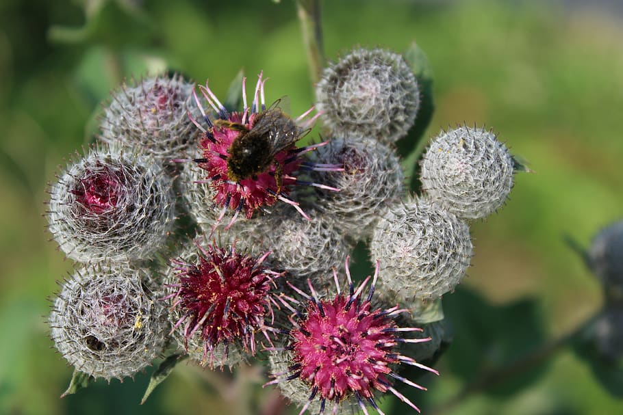 flowers, thistle, fly, butterfly, wing, insect, meadow, wild HD wallpaper