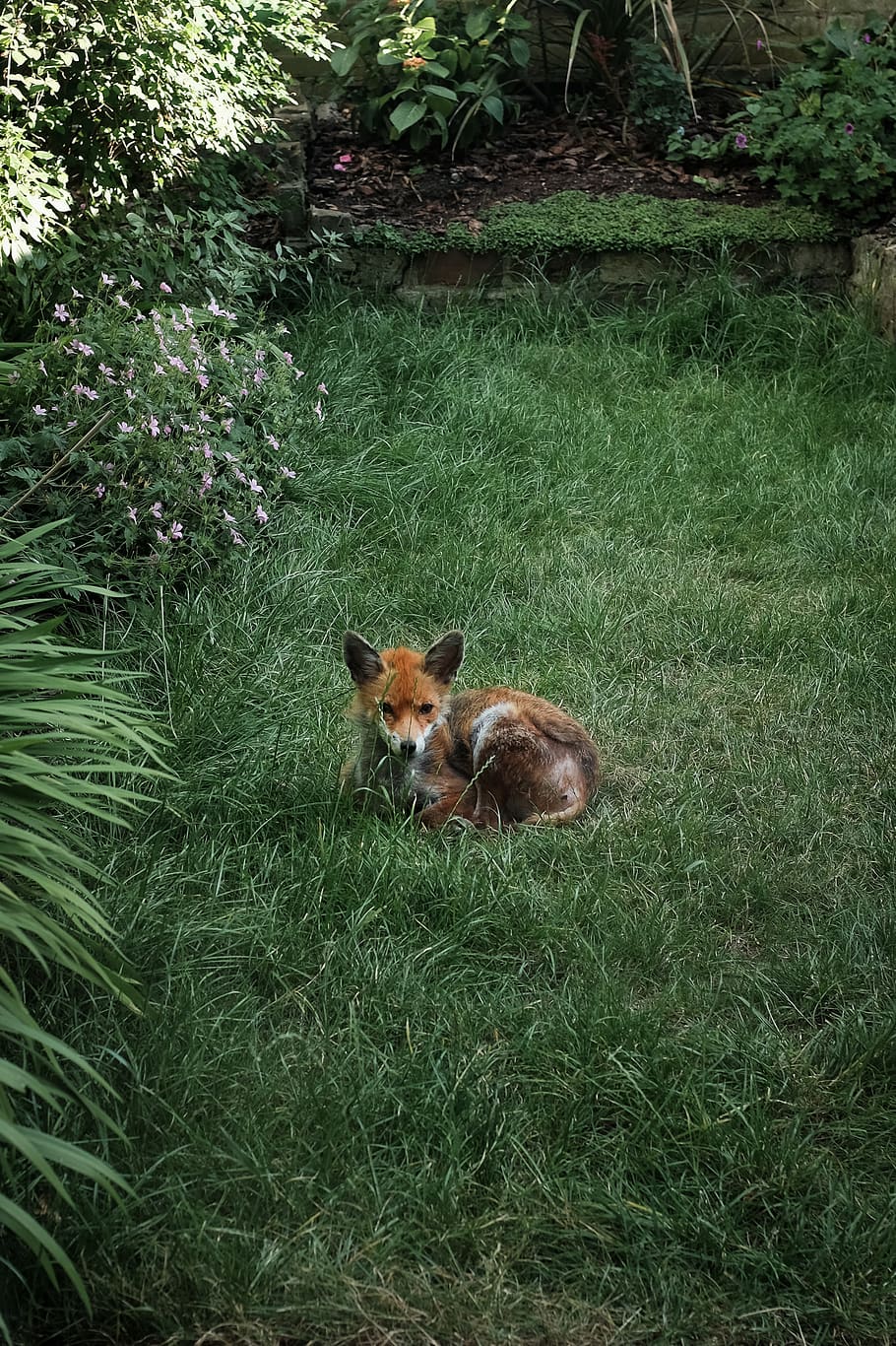 orange fox on grass, one animal, animal themes, plant, mammal HD wallpaper