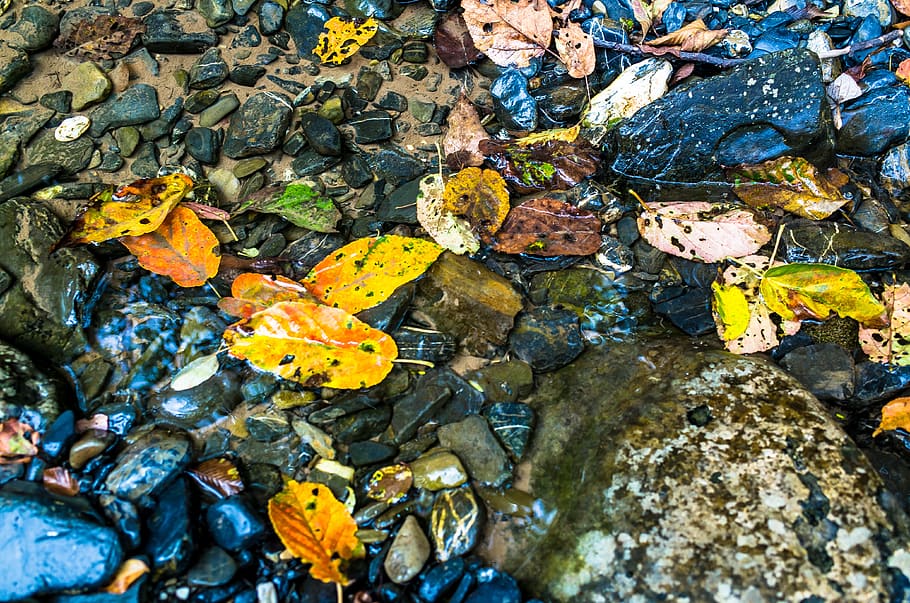 fallen leaves, creek, moss, landscape, flow, brook, natural HD wallpaper