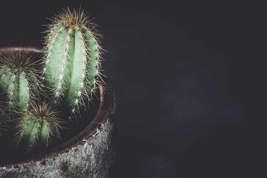 cactus potted plant, dark, blank space, cacti, nature, succulent Plant HD wallpaper