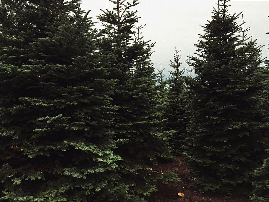 trees, forest, pnw, pacific, pine, plant, growth, tranquility HD wallpaper
