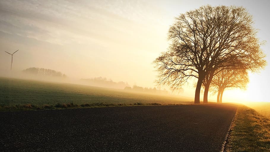 bare trees during golden hour, fog, plant, beauty in nature, sky HD wallpaper