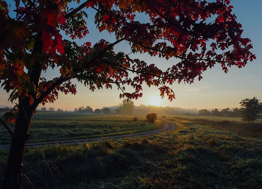 red, leaves, trees, nature, landscape, green, grass, sunset HD wallpaper