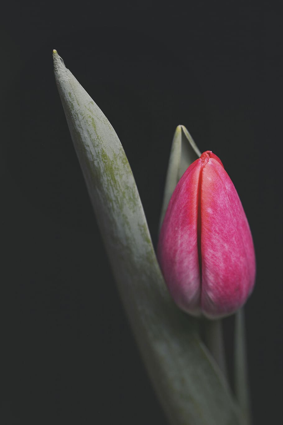 pink tulip flower, plant, blossom, sprout, bud, spring, isolated, HD wallpaper