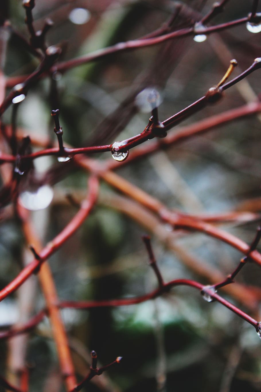 rain drop, branch, tree, nature, plant, focus on foreground HD wallpaper