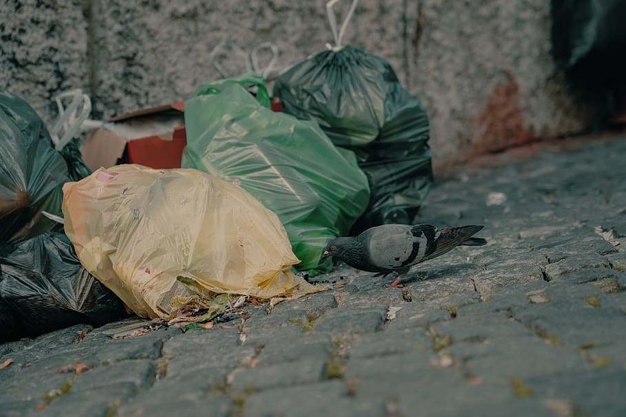 portugal, lissabon, pigeon, garbage, green, yellow, street, HD wallpaper