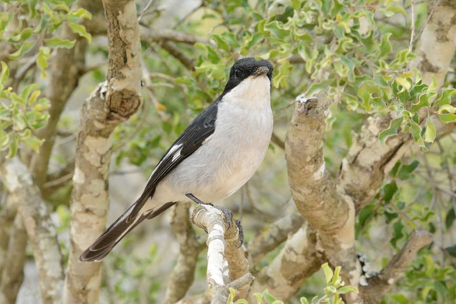 executioner, bird, perched, animal, nature, branch, feathers HD wallpaper