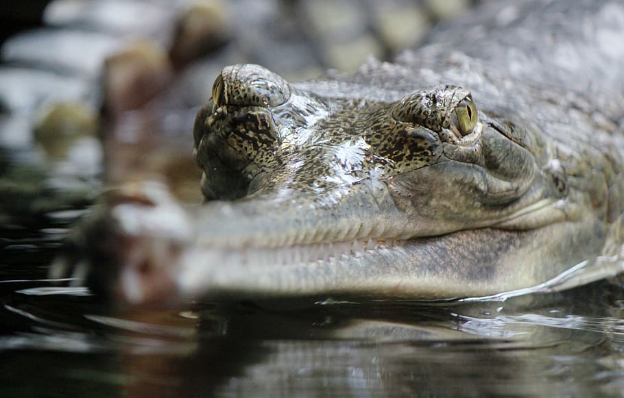 shallow focus photo of crocodile, animal, alligator, reptile, HD wallpaper