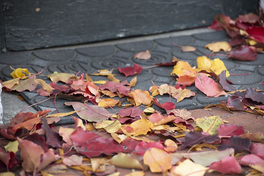plant, leaf, tree, maple, maple leaf, flower, petal, blossom HD wallpaper
