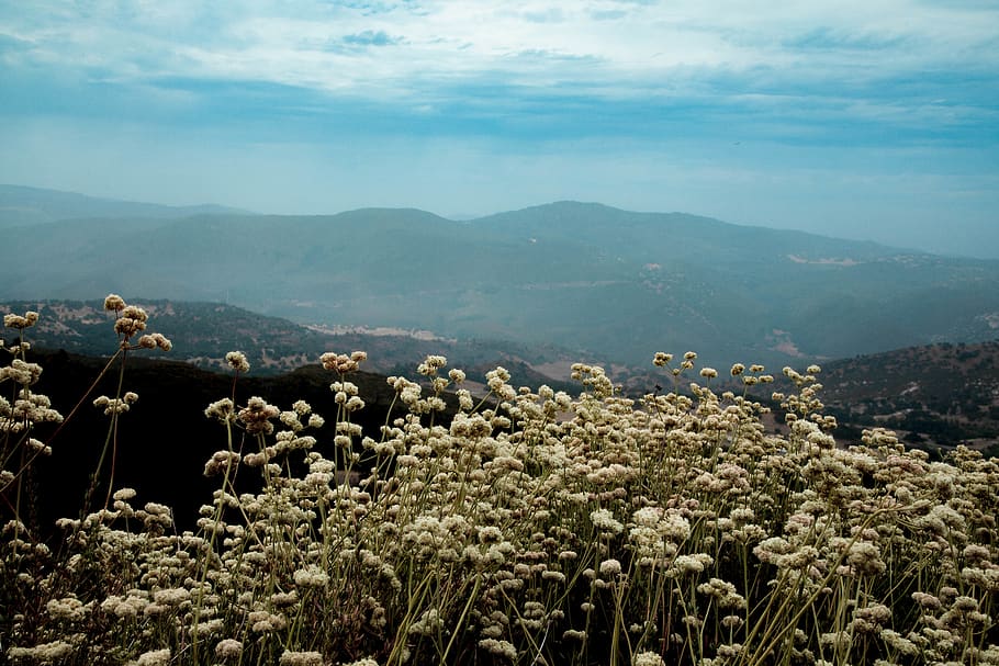 mountains, flowers, wallpaper, exploring, adventure, sky, clouds HD wallpaper