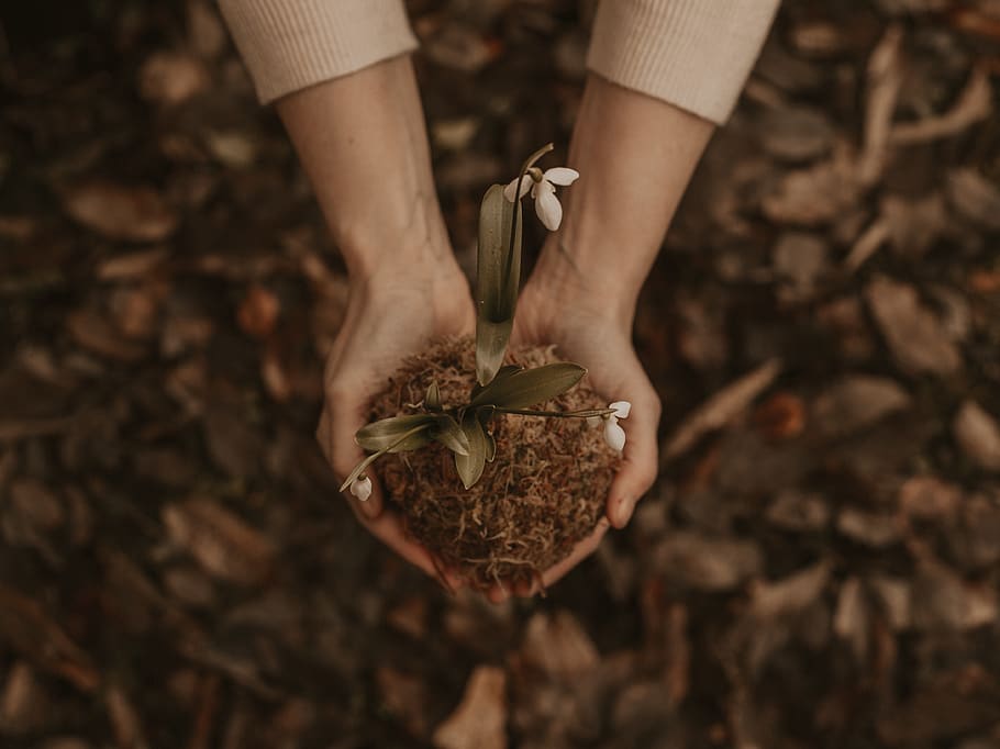 White Petaled Flowers, adult, art, artsy, blur, brown, cultivation HD wallpaper
