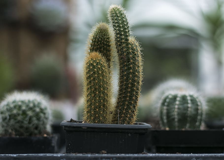 Close-Up Photography of Cactus, blur, cacti, depth of field, focus HD wallpaper