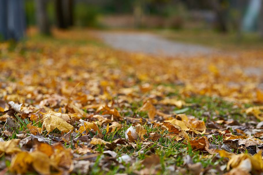 autumn, the leaves are, street, park, season, romantic, sadness, HD wallpaper