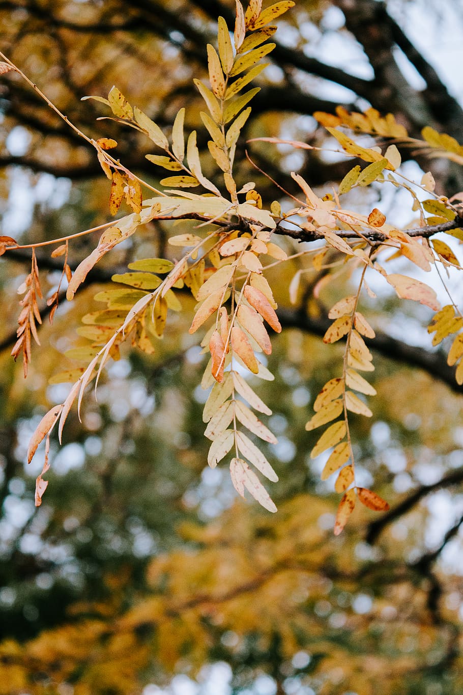 green tree, plant, leaf, plant part, growth, autumn, close-up HD wallpaper