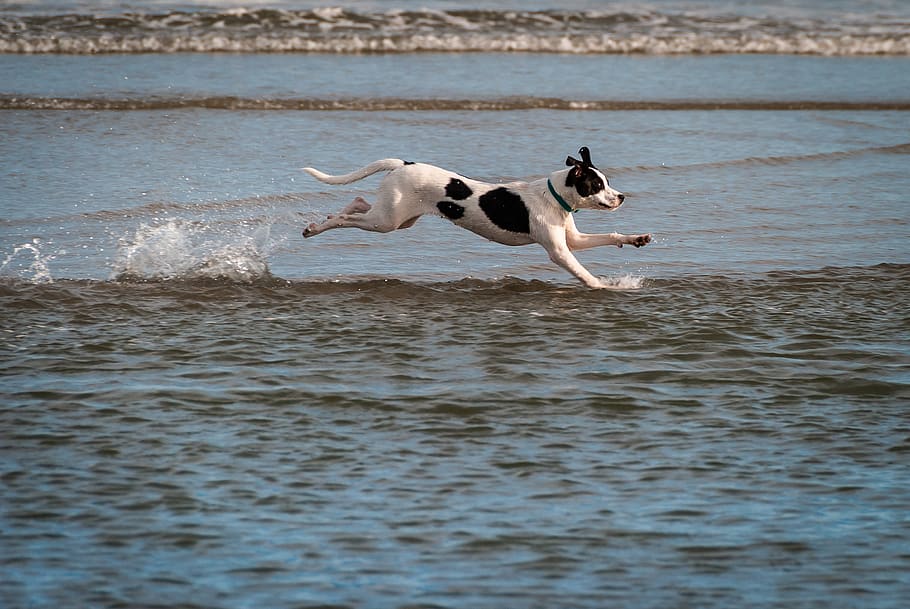 dog running on water, canine, domestic, animal, animal themes HD wallpaper