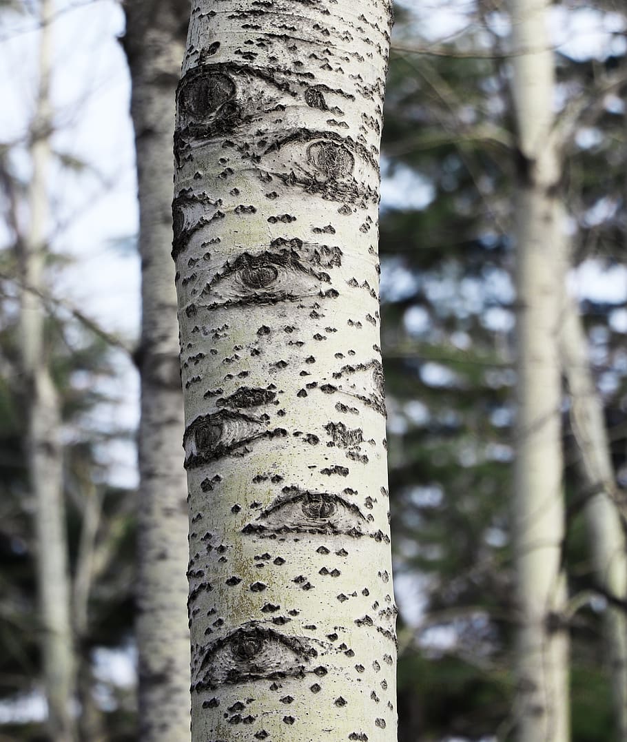 tree, eye, forest, mystery, natural, bark, fantasy, the devil HD wallpaper