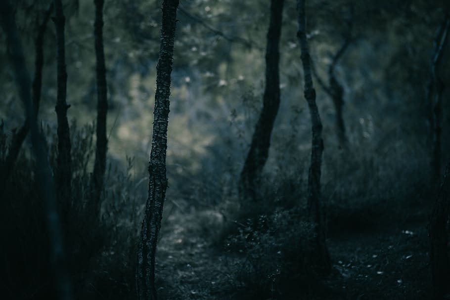 Dark Misty Forest Wallpapers  Top Free Dark Misty Forest Backgrounds   WallpaperAccess
