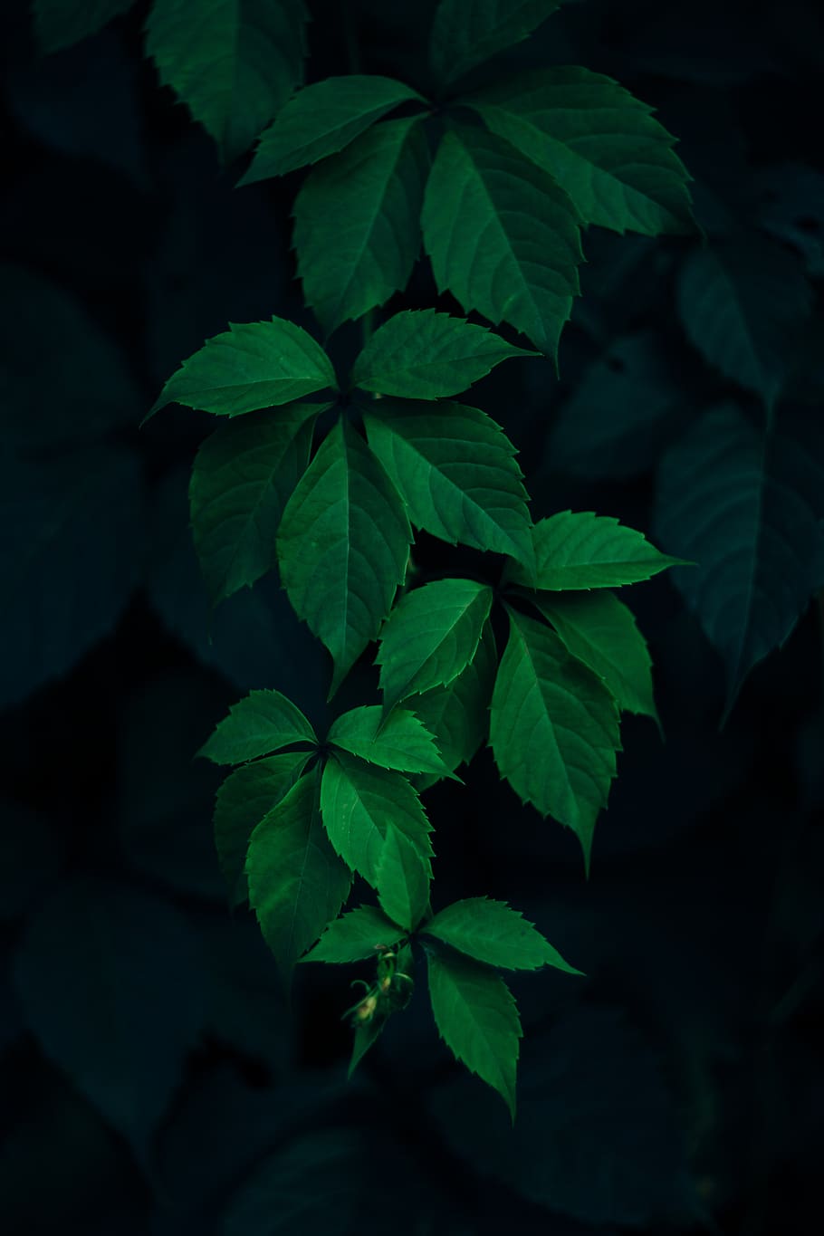 green, leaf, dark, plant, blur, nature, plant part, growth HD wallpaper