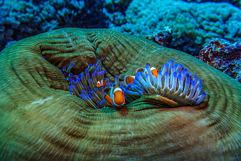 photo of blue sea anemone and clown fish, underwater, oceanlife HD wallpaper