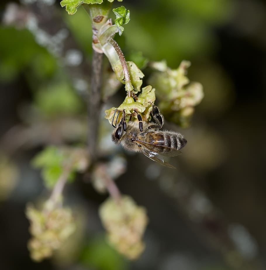 nature, bees, pollination, close up, nectar, flowering currant HD wallpaper
