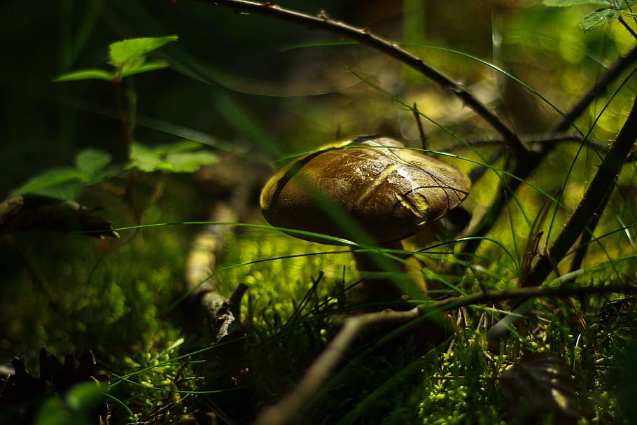 HD Wallpaper: Shallow Focus Photography Of Brown Mushroom, Blur, Close ...