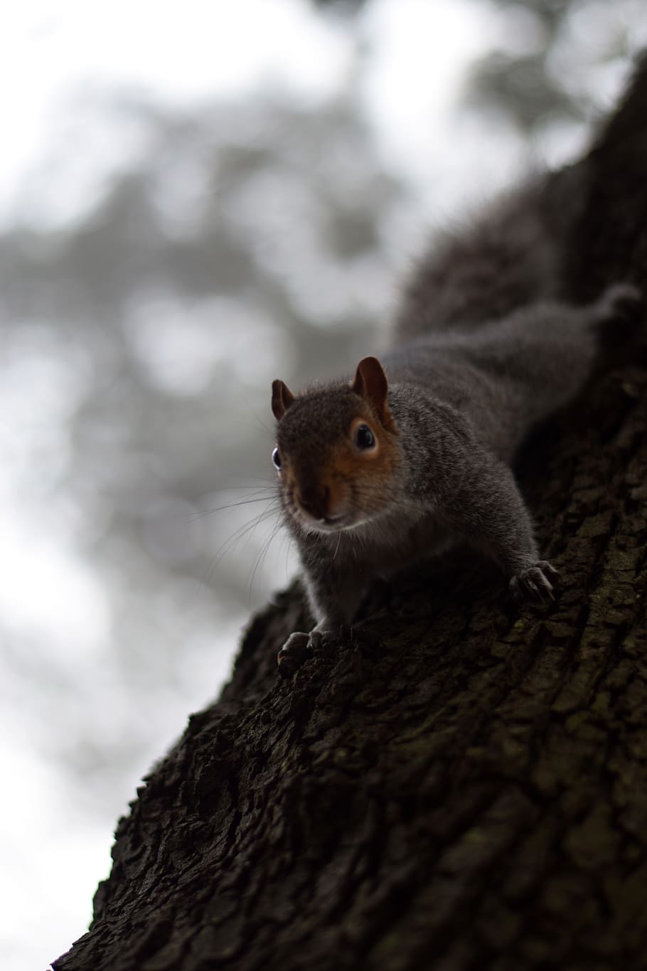 united kingdom, bournemouth, animal, nature, tree, squirrel, HD wallpaper