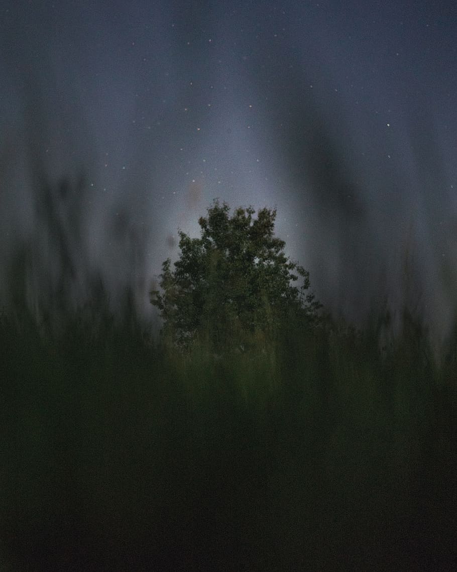 green tree under gray clouds at nighttime, sky, dark, star, blur HD wallpaper