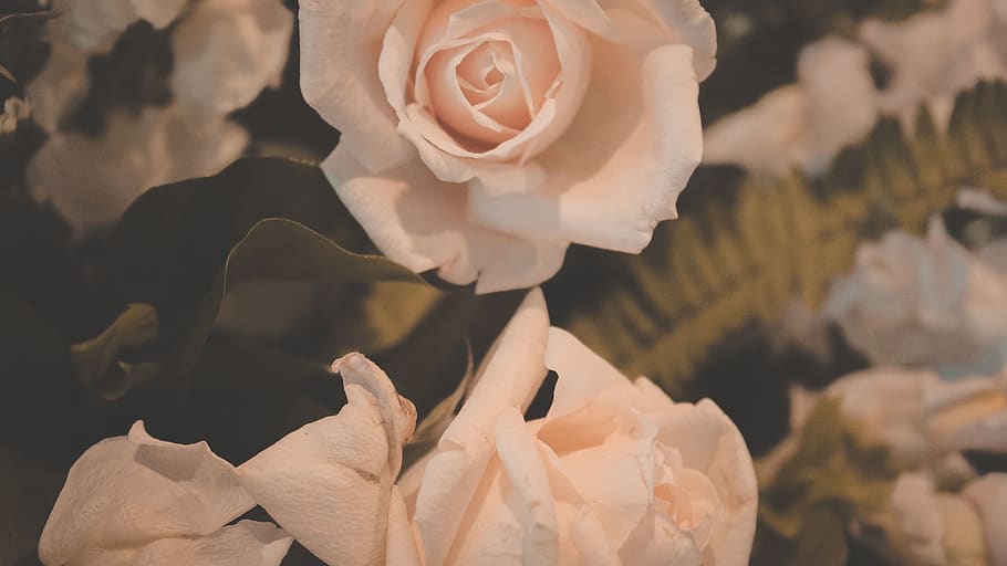 trees, rose, roses, pink, pink roses, leaf, nature, boquet HD wallpaper