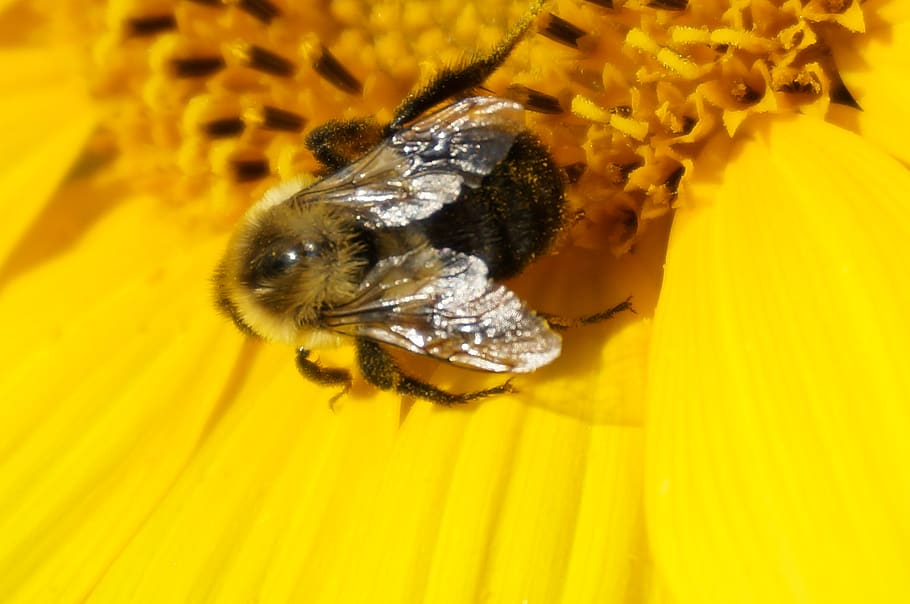 sunflower, bumble bee, animal themes, one animal, animal wildlife HD wallpaper