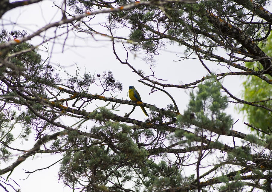 black pine, bird, australia, parrot, turquoise parrot, tree, HD wallpaper