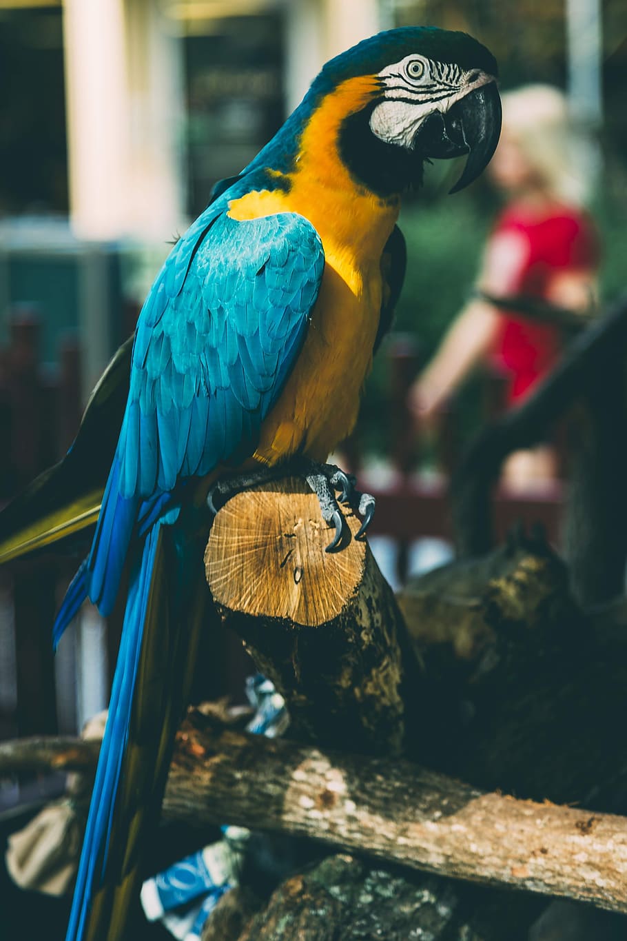 blue and yellow macaw perching on brown log, bird, parrot, bokeh HD wallpaper