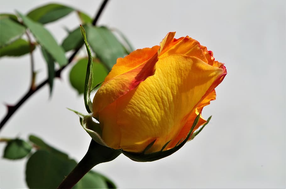 rosa, rose, flower, rosebud, flowering plant, beauty in nature, HD wallpaper