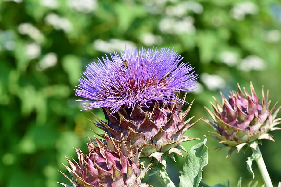 artichoke, vegetables, bloom, tasty, food, nutrition, vegetarian HD wallpaper