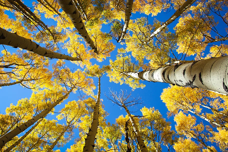 HD wallpaper aspen united states trees forest nature landscape  landscapes  Wallpaper Flare