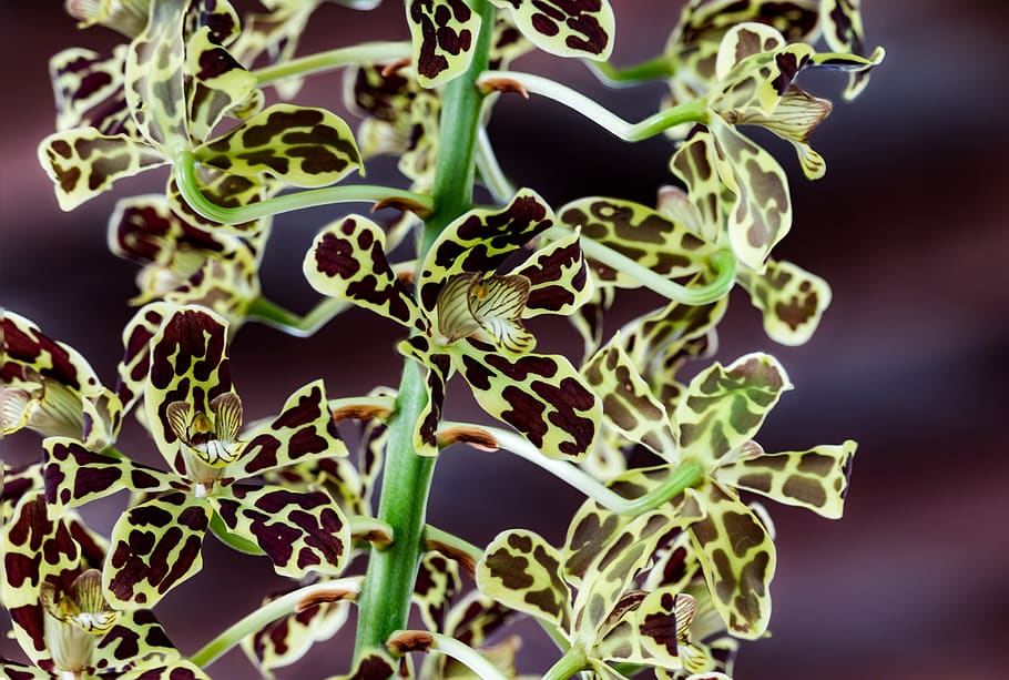orchid, yellow, spotted, flower, plant, nature, blossom, petal HD wallpaper
