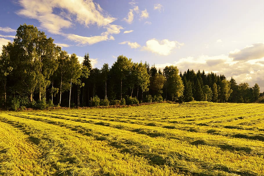 sweden, tree, trees, forest, sunny, field, sunshine, grass HD wallpaper