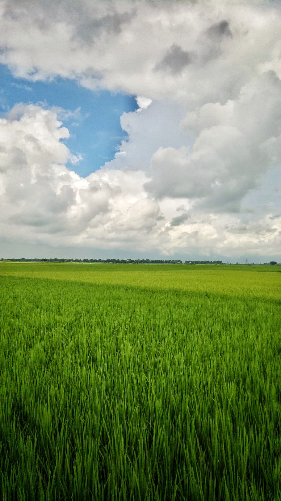 india, burdwan, cloud - sky, field, landscape, green color HD wallpaper