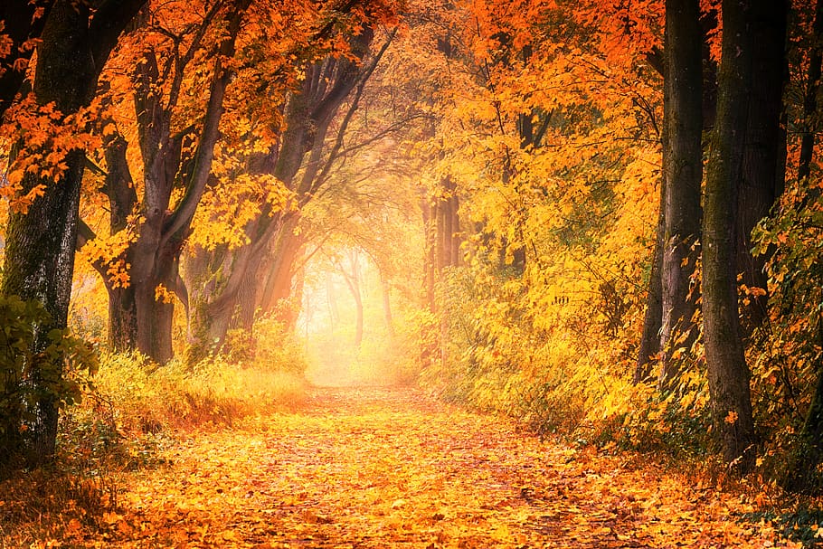 tree, autumn, nature, leaf, wood, avenue, forest, away, road HD wallpaper