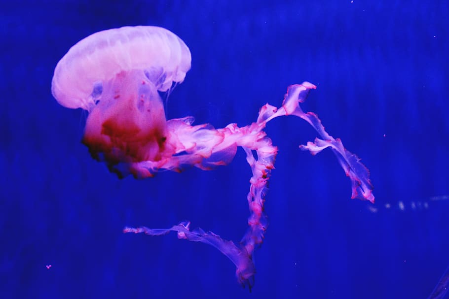 medusa, jellyfish, agua viva, acquario di genova, sea, water, HD wallpaper