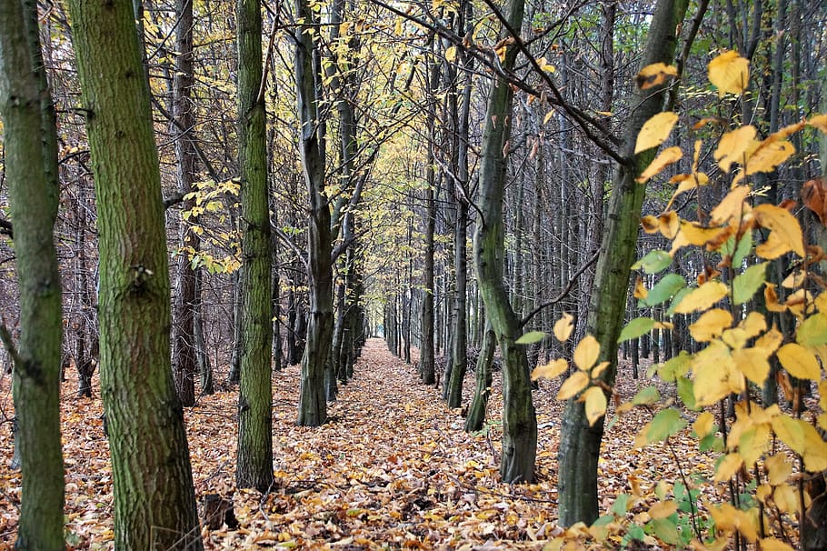 autumn, forest, deciduous, trees, colored, october, series HD wallpaper